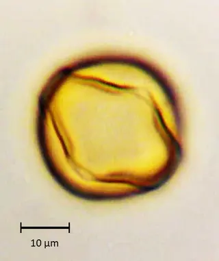 Ecuatorial 4