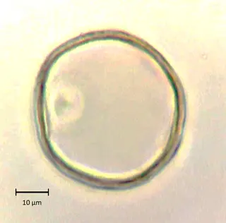 Cenchrus setaceus