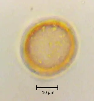 Hesperocyparis lusitanica